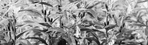 참깨 파종시기: 중부지방