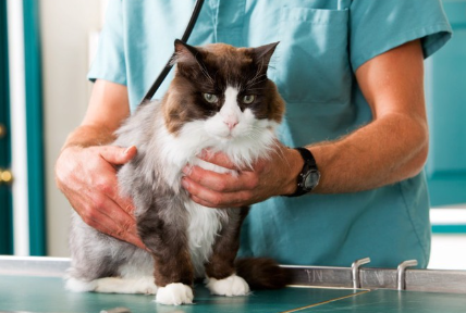 진찰대에 올라가는 고양이.