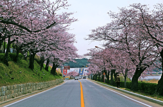 경포대 꽃길