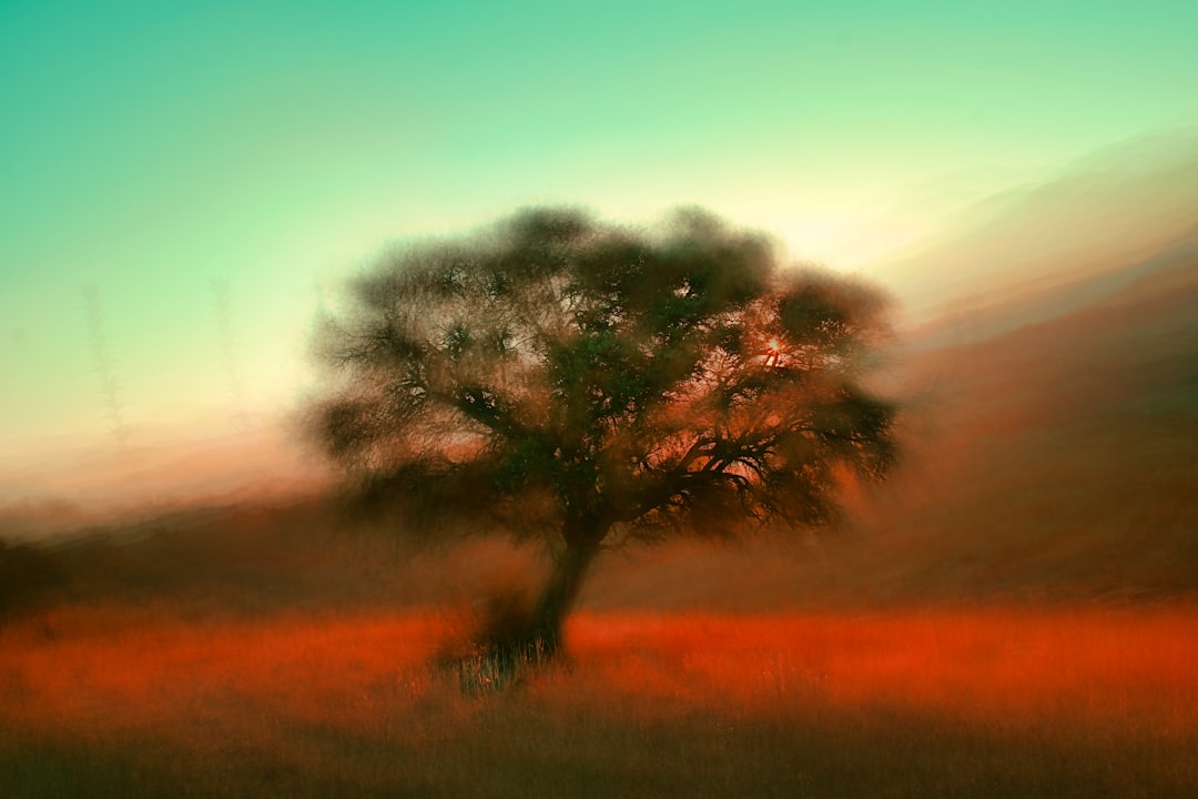 Dreamer