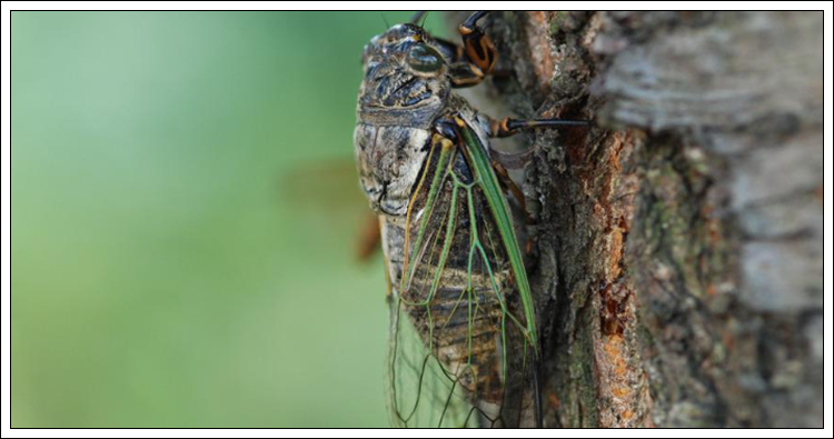 매미가 나오는 꿈 해몽들