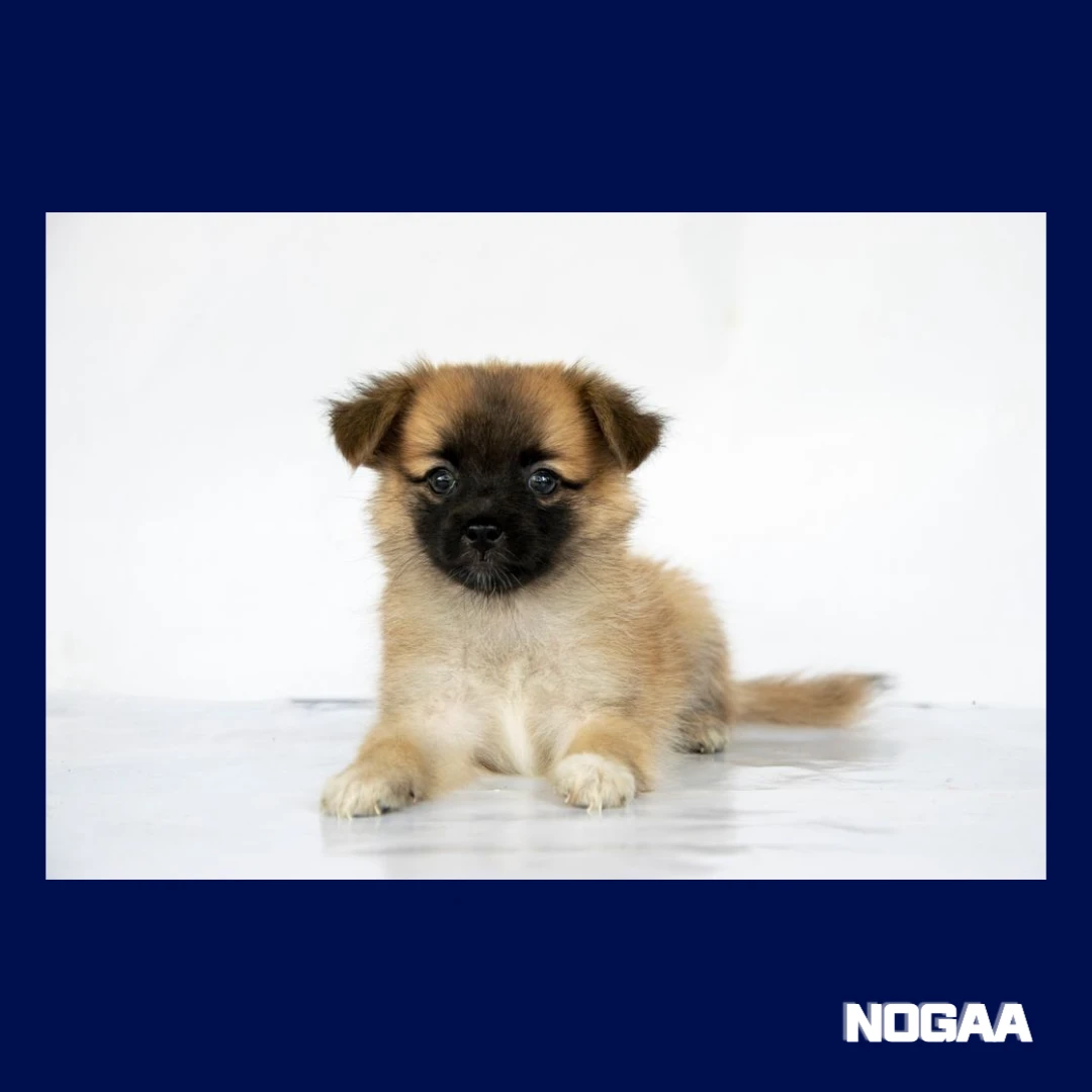 강아지 피부 질환