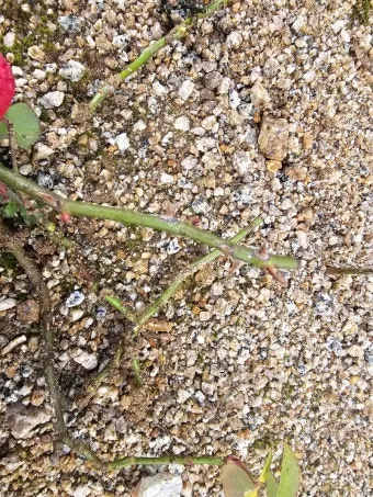 장미 삽목하는 방법 집에서 쉽게 번식하는 팁_26