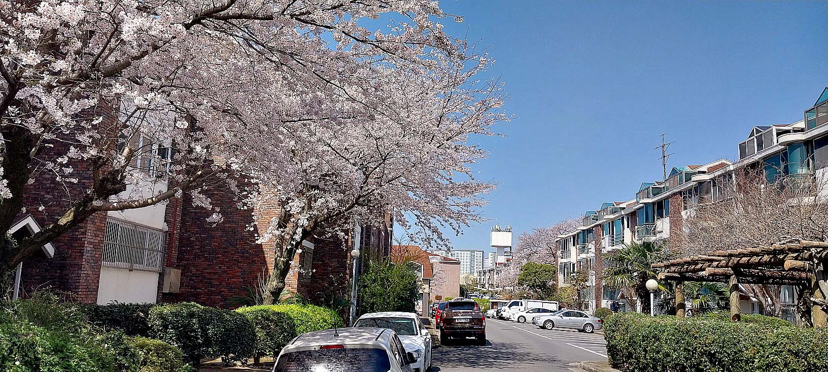 제주 현대연립 벚꽃뷰