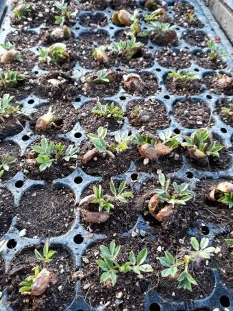 땅콩 심는 시기 수확시기 모종 파종_5