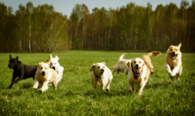개 벼룩 알레르기성 피부염