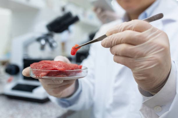 배양육, 지구를 구하다: 지속 가능한 단백질의 가능성