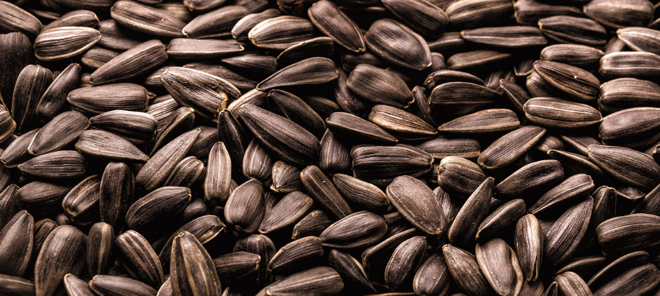 해바라기씨의 모습