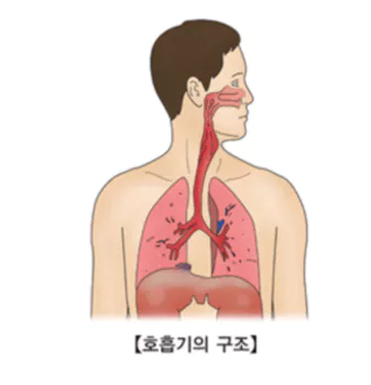 기관지-건강