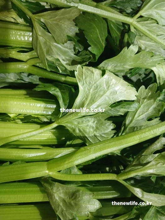 셀러리 효능을 높이는 올바른 섭취 방법을 생생하게 보여주는 실사진