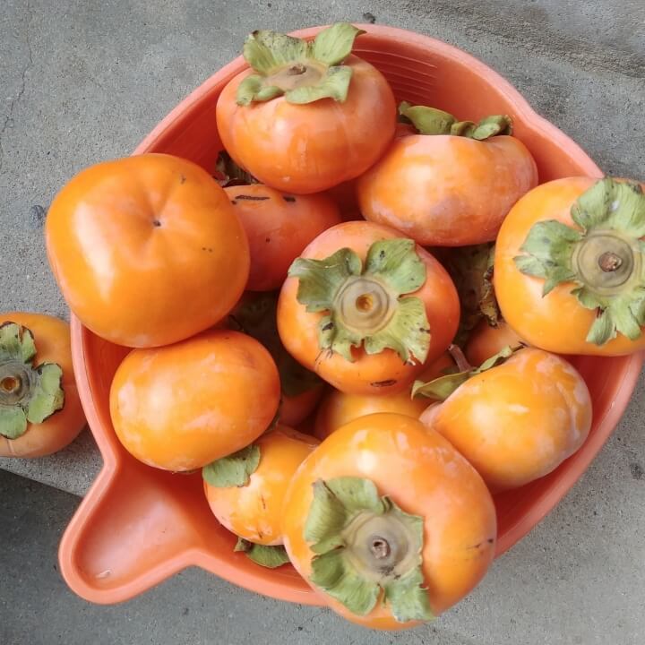 단감이-그릇에-담겨있는-사진