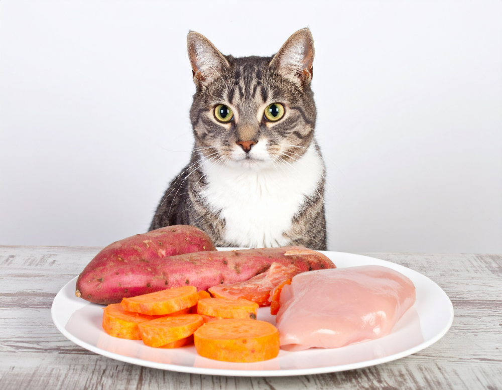 고양이 먹으면 안 되는 음식3