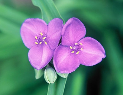 가을에 피는 꽃 자주달개비