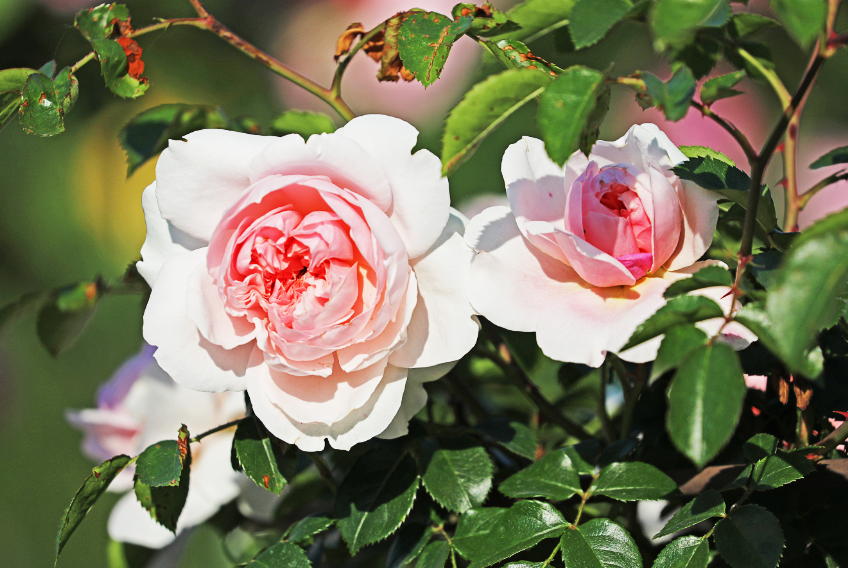 서울대공원 장미원 입장료, 1인당 얼마?