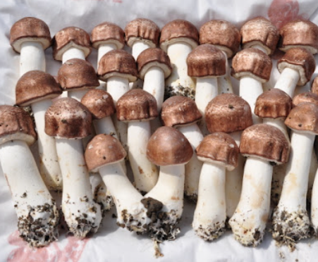 아가리쿠스버섯의 항암 작용과 활력 회복