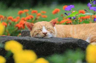 따뜻한 곳에 있는 고양이.