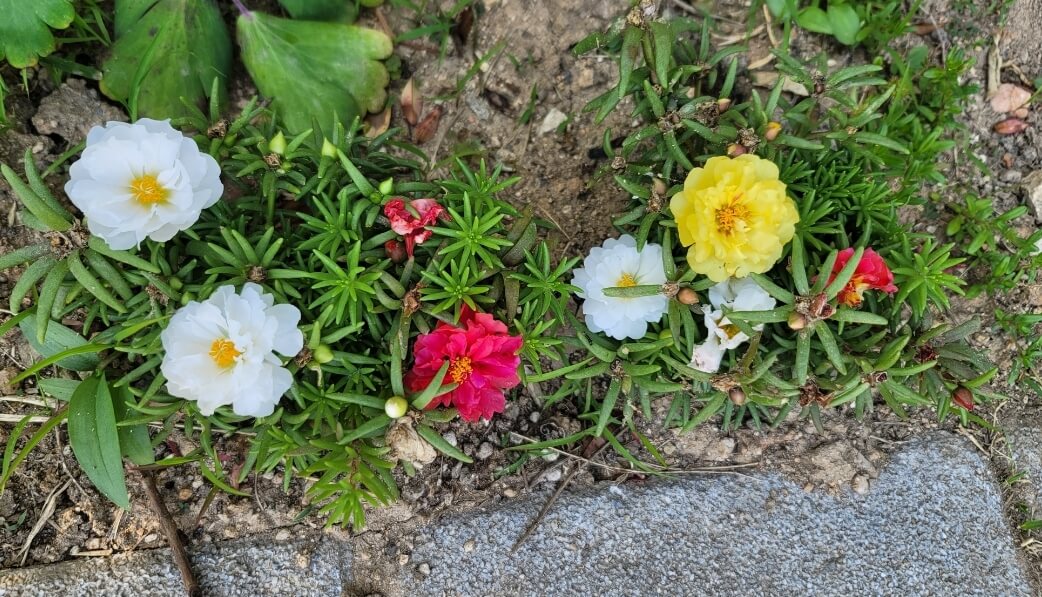 여러가지-색상의-채송화꽃-사진