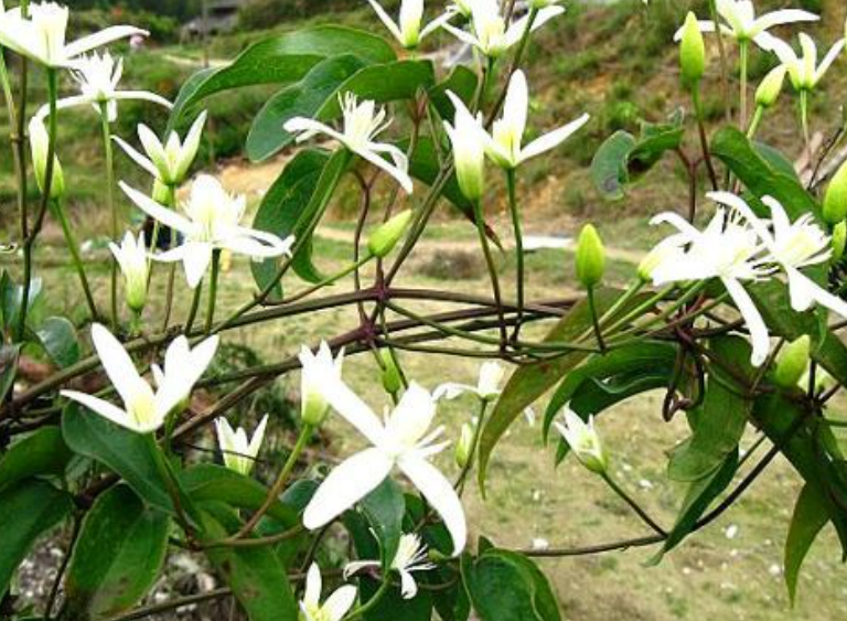 위령선 먹는 방법