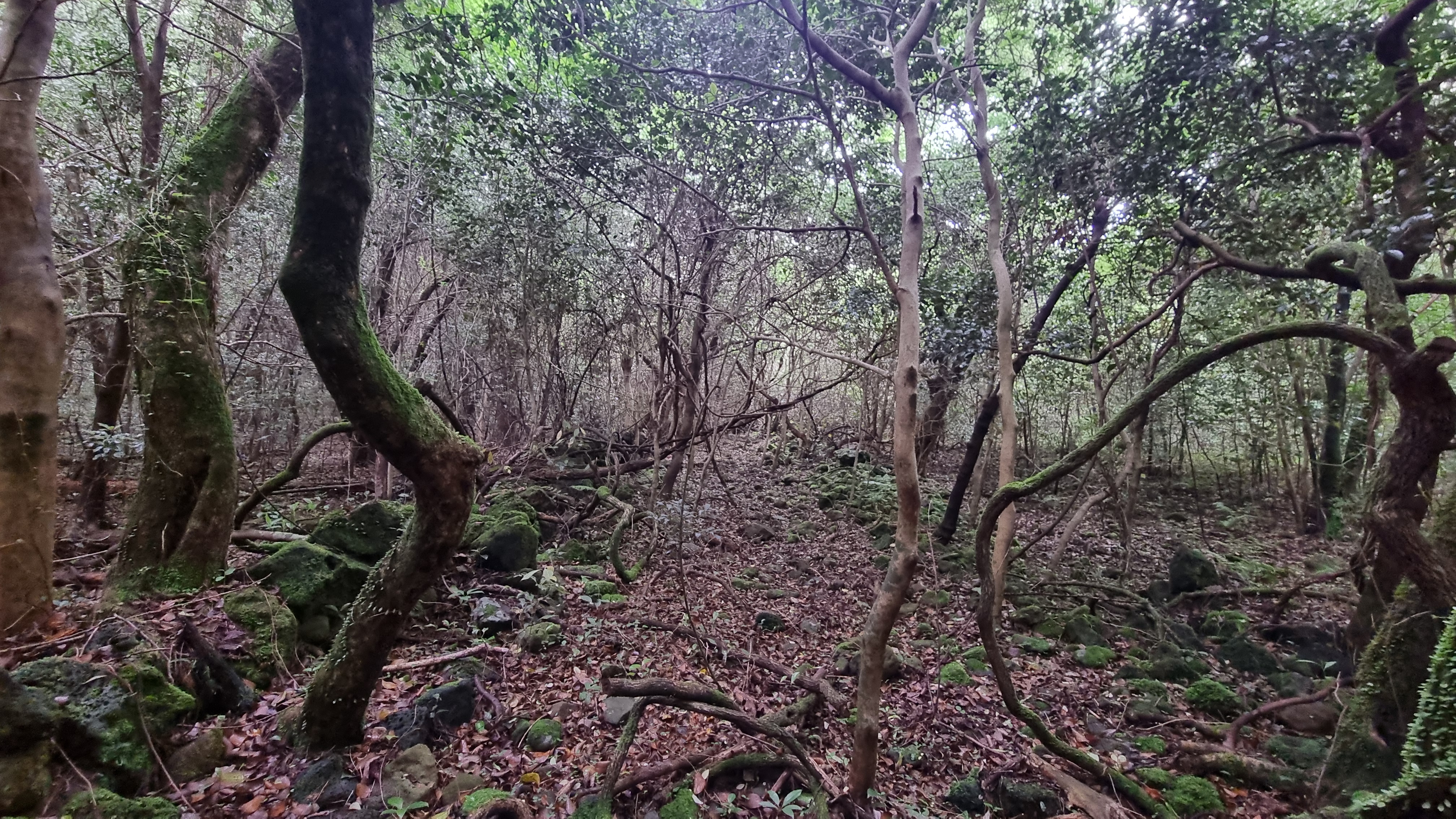 제주 추억의 숲길