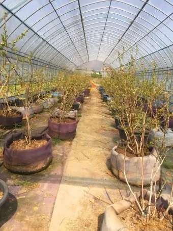 블루베리 재배 산도 조절 피트모스 혼합 여름 관수_12