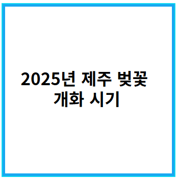 2025년 제주 벚꽃 개화 시기