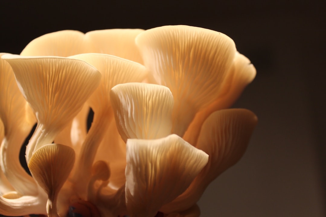 Mushroom.