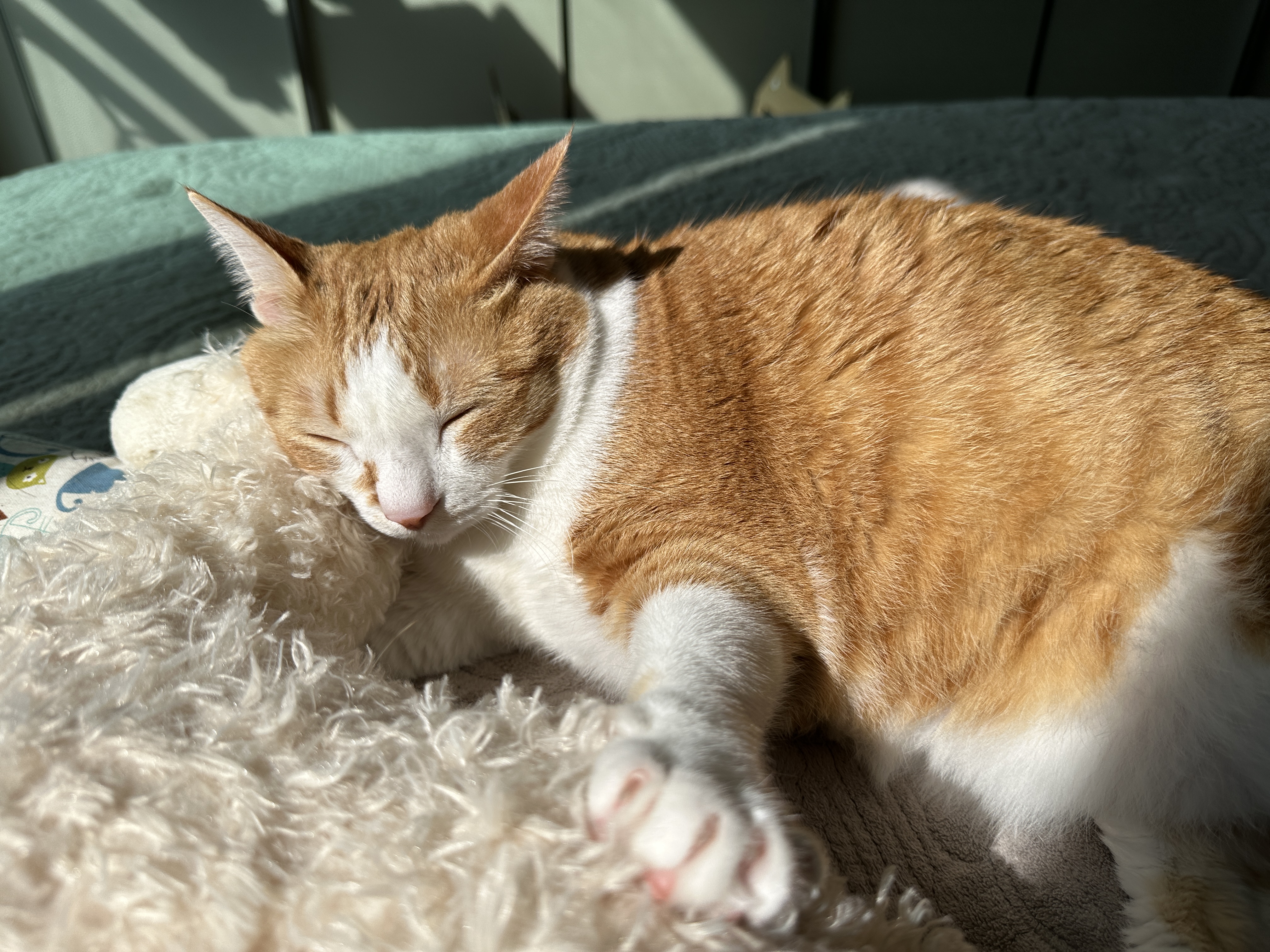 처음부터_끝까지_라마인형을_잡고_기대고_있는_호야