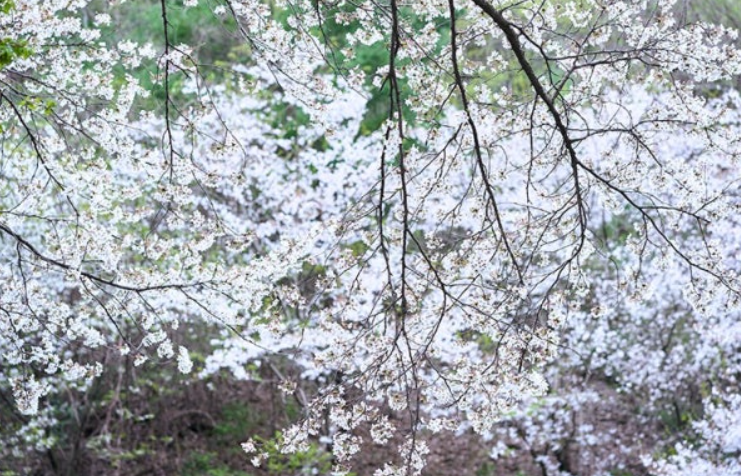 전주-벚꽃-명소