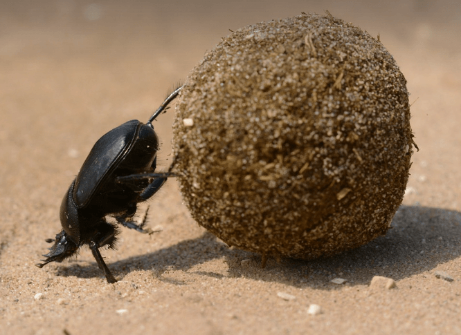 똥꿈 해몽 풀이