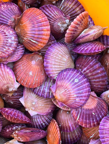 생생정보 홍가리비 석화 생굴 생생현장 가격 및 구매방법