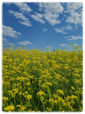 고석정 꽃밭축제