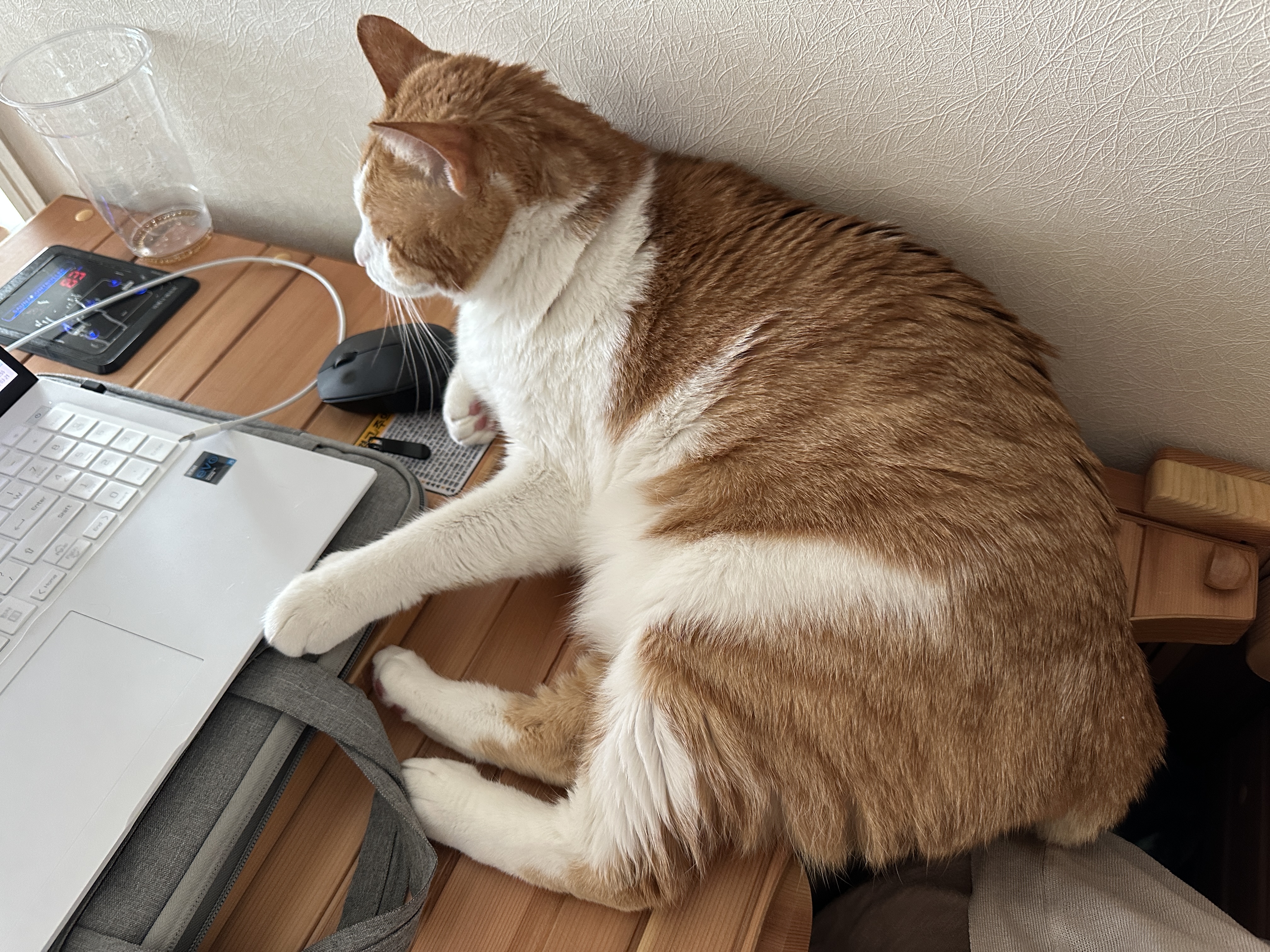 소심한 막둥이가 엄마를 지키는 방법 (feat.긴장해서 코까지 빨개진 막둥이)