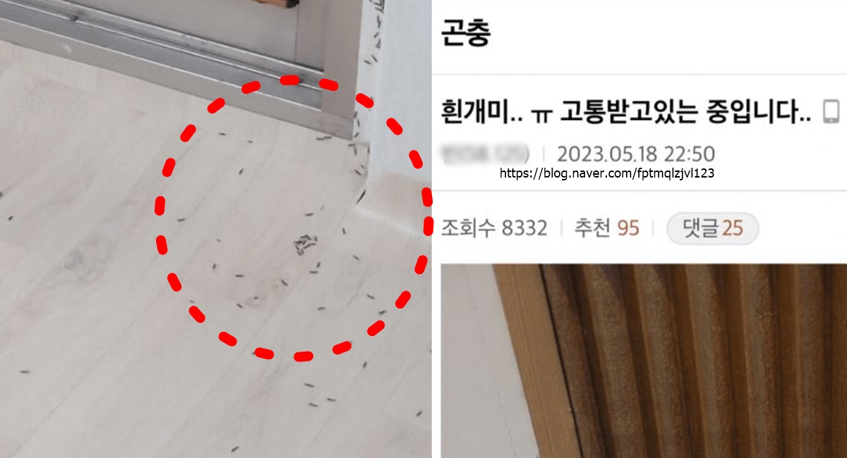 서울 강남 논현 충남 아산 흰개미 발견 여왕 유시충 퇴치 불가 바퀴벌레 문화재 여름