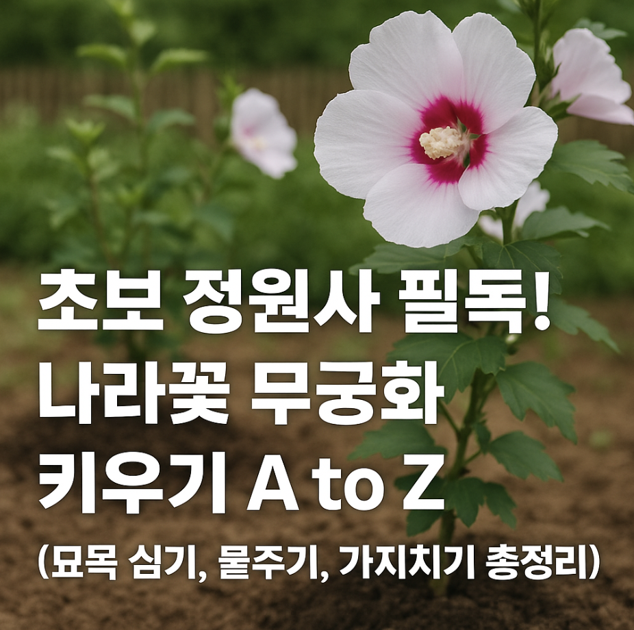 초보 정원사 필독! 나라꽃 무궁화 키우기 A to Z (묘목 심기, 물주기, 가지치기 총정리)