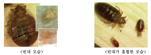 빈대 퇴치방법, 대응방안