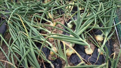 양파-재배법-수확시기-판정기준-수확방법