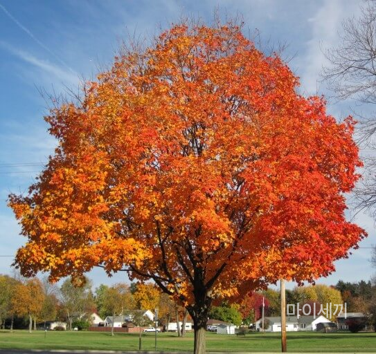 퀘벡산 메이플 수액