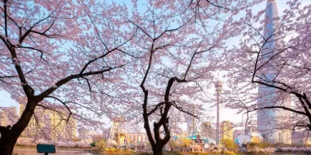 2025 석촌호수 벚꽃축제