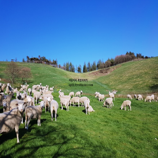 평창 가볼만한곳