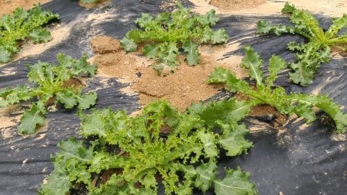 치커리-재배-종자발아-파종시기-심는시기-생장모습