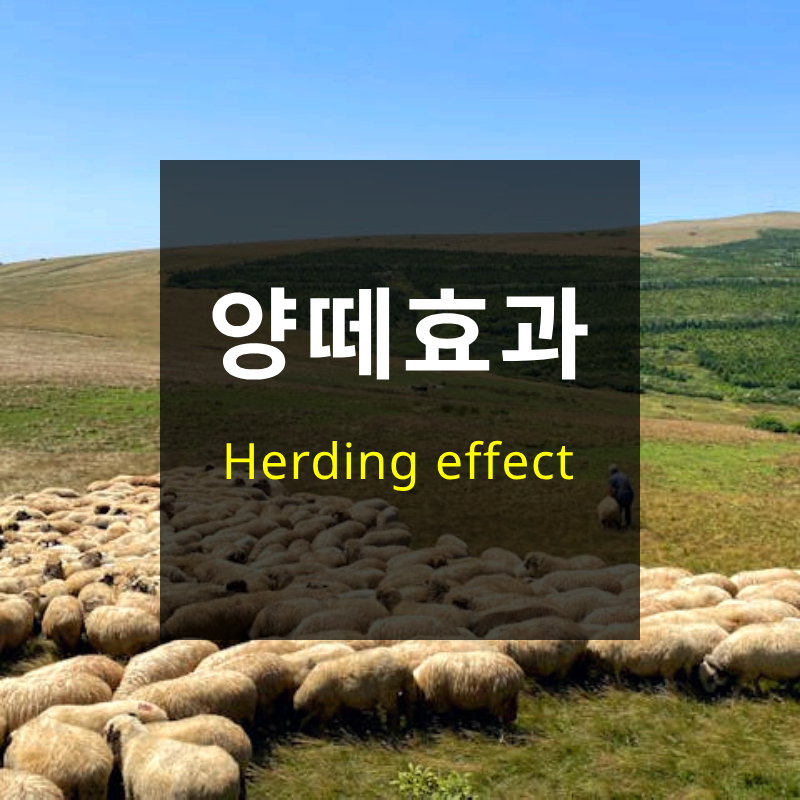양떼효과