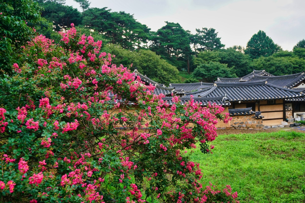 서산 유기방가옥 배롱나무꽃 출처-홈페이지