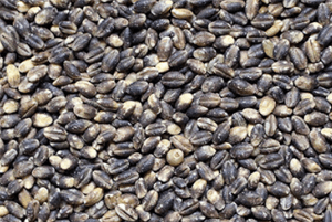 검정보리 효능02