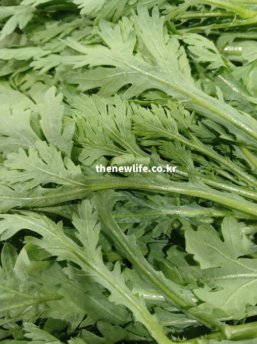 갓의 효능을 높이는 방법인 쌈 채소로 활용하기 좋은 신선한 잎 실물