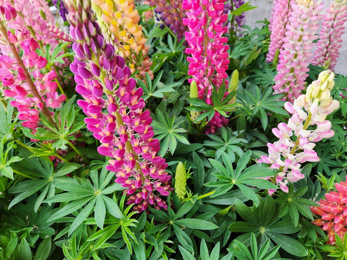 루피너스 Lupinus