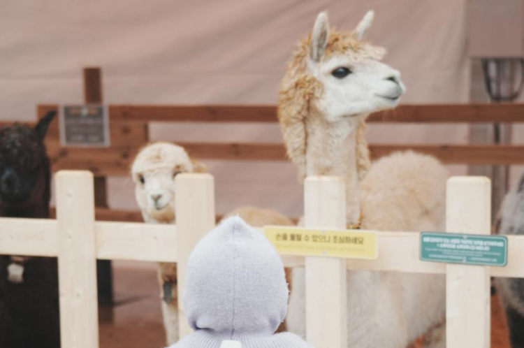 홍천강 꽁꽁축제