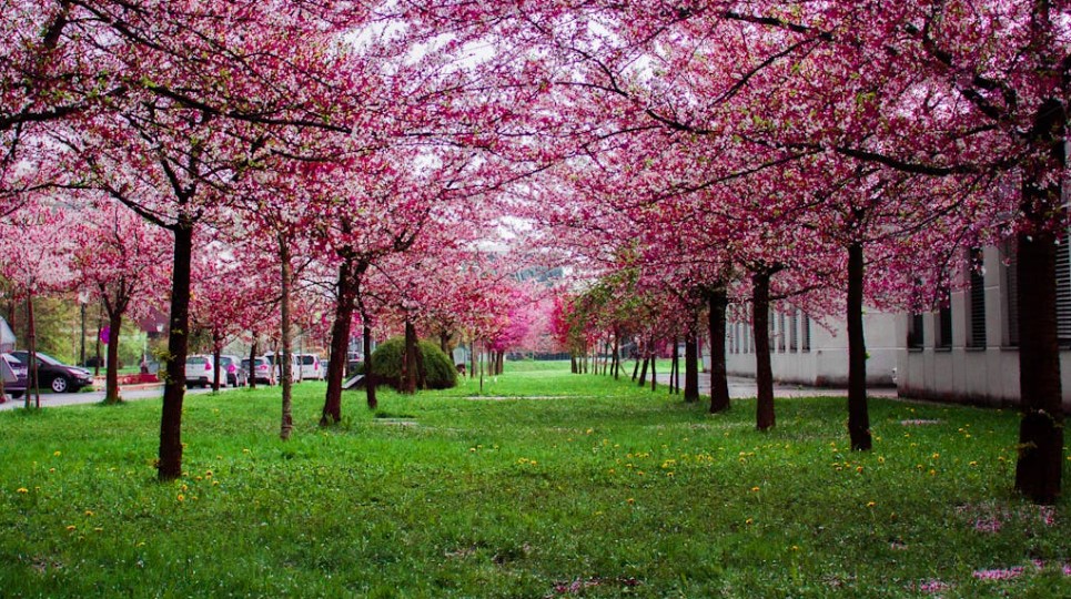 정원 카페 추천