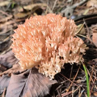 싸리버섯 효능 종류 채취시기 제철 손질법 요리법싸리 보관방법 정리_3