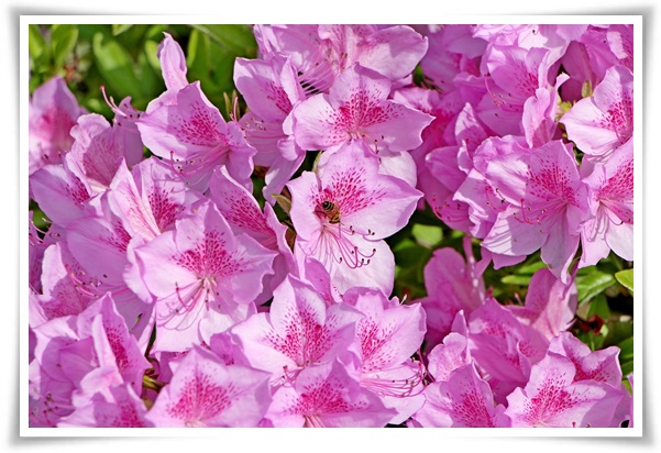 "진달래꽃" 나보기가 역겨워 가실 때에는 ... 봄을 알리는 분홍빛 향연!