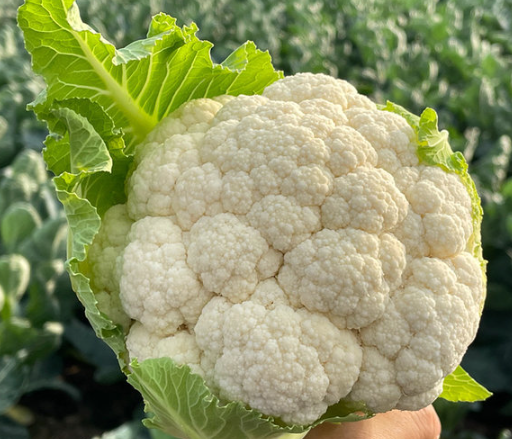 콜리플라워의 사진